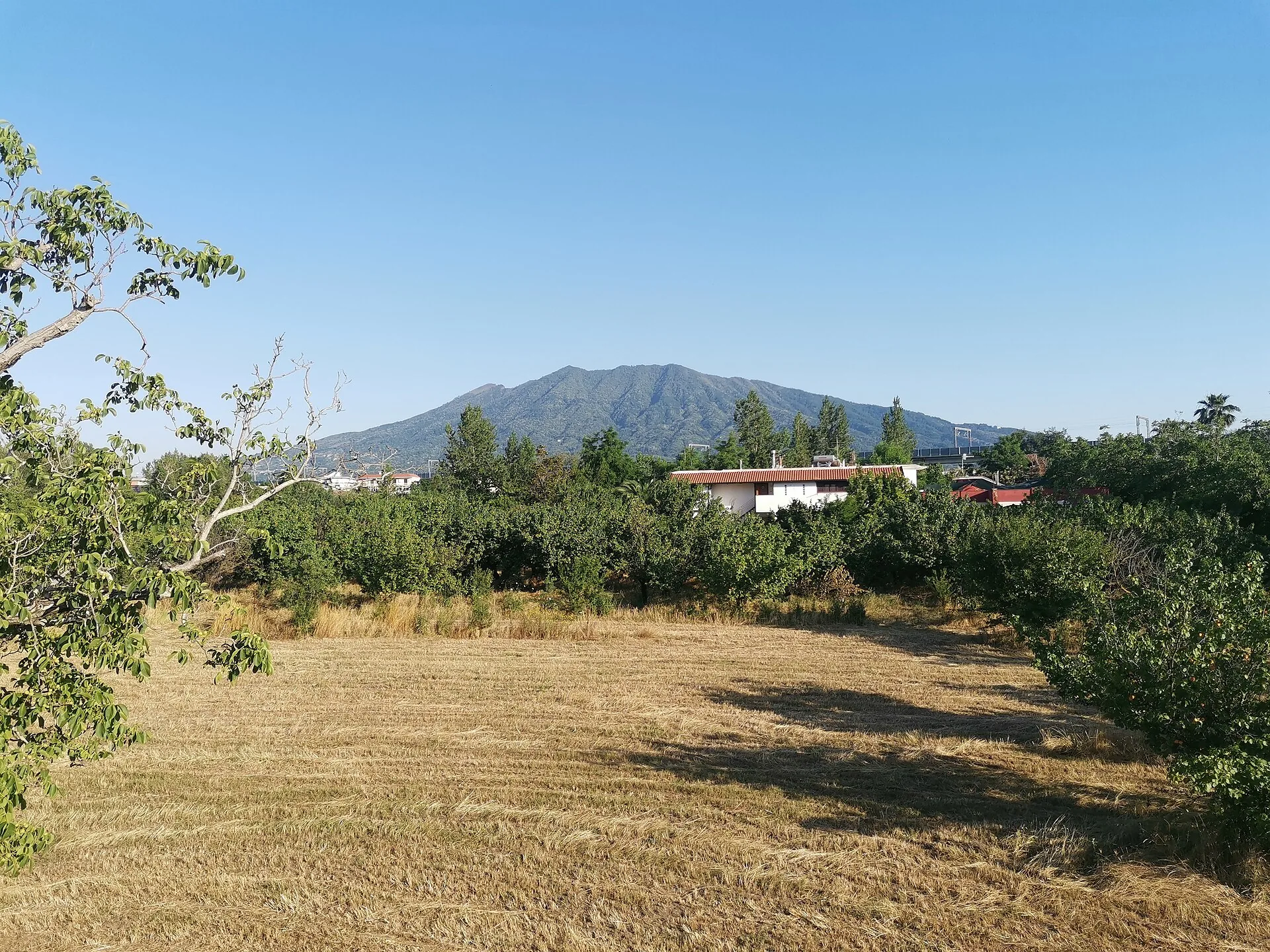La campagna vesuviana con i frutteti e il Monte Somma sullo sfondo