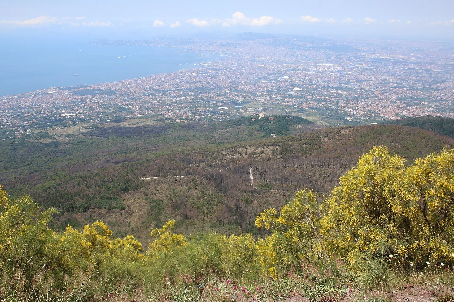 Le ginestre in fiore sulle pendici del Vesuvio, con il golfo sullo sfondo
