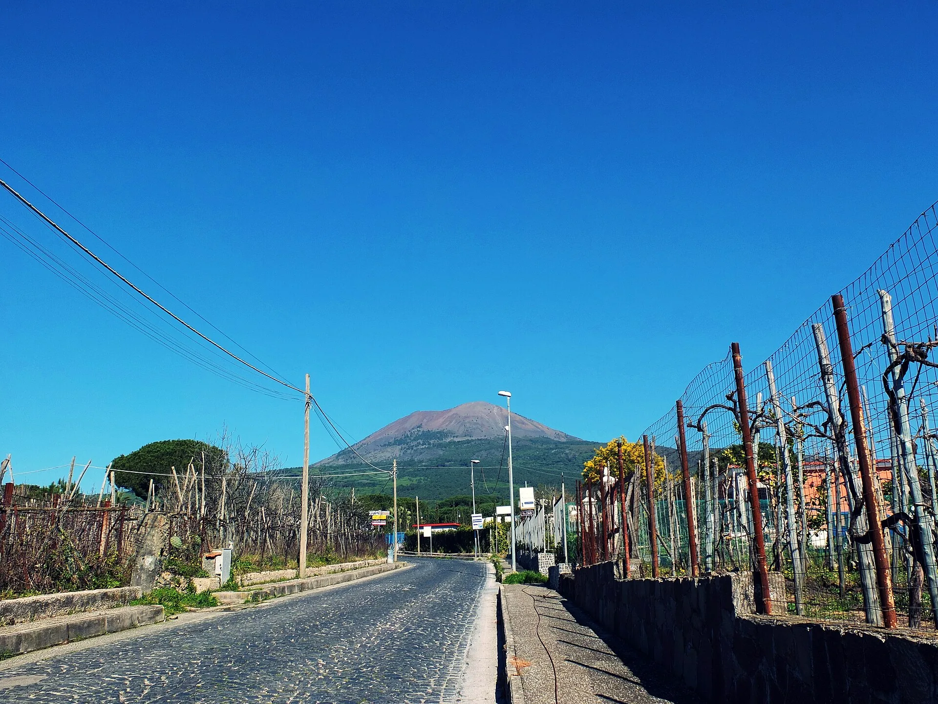 I vigneti del Lacryma Christi a Boscoreale con il Vesuvio sullo sfondo